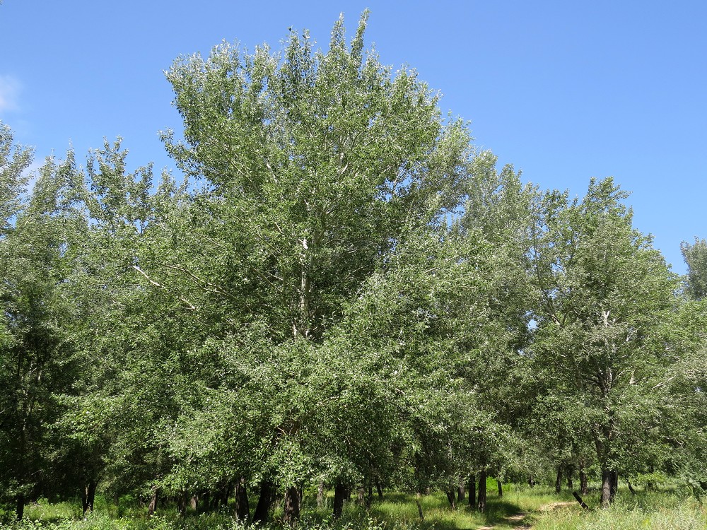 Изображение особи Populus alba.