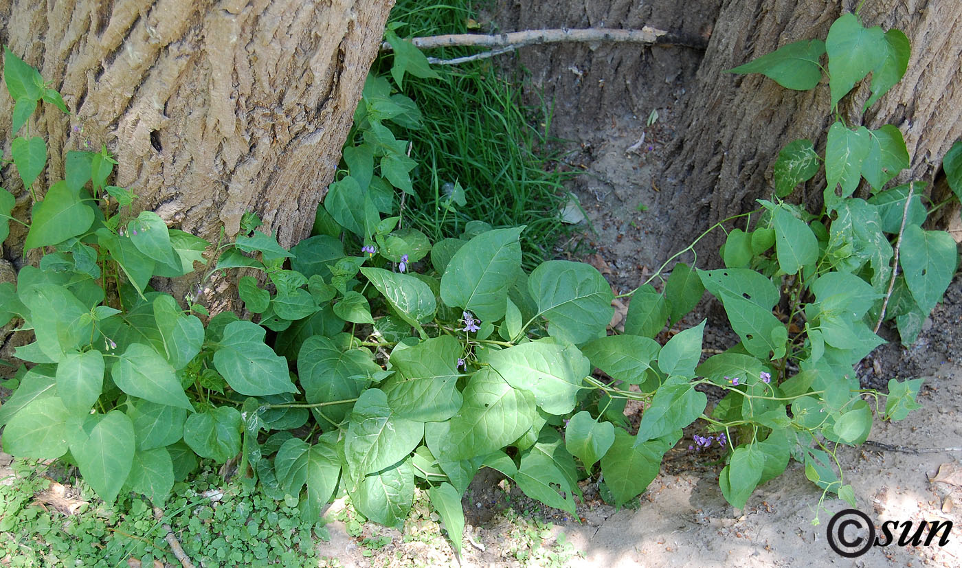 Image of Solanum kitagawae specimen.