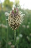 Trifolium montanum