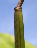 Catalpa bignonioides. Нижняя часть невызревшего плода. Германия, г. Дюссельдорф, Ботанический сад университета. 05.09.2014.