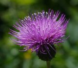 Cirsium heterophyllum. Соцветие. Московская обл., Раменский р-н, окр. ж.-д. платформы Хрипань, просека под ЛЭП. 13.06.2014.