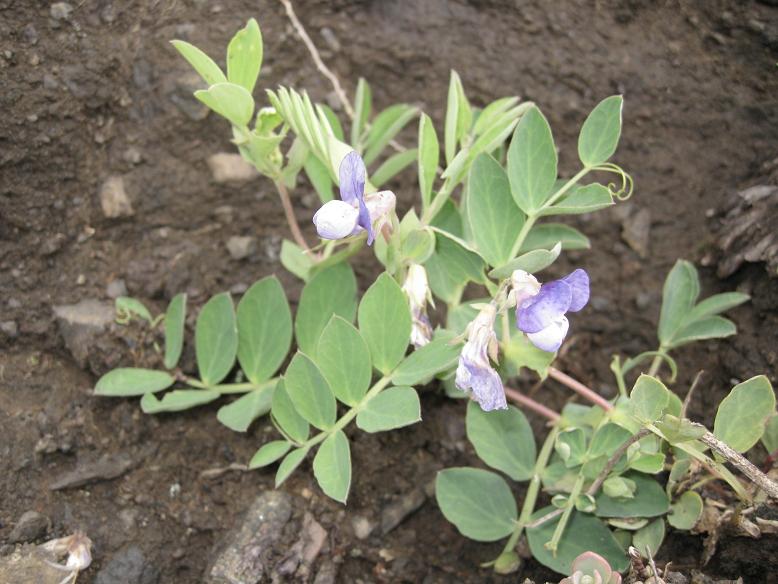 Image of Lathyrus japonicus specimen.