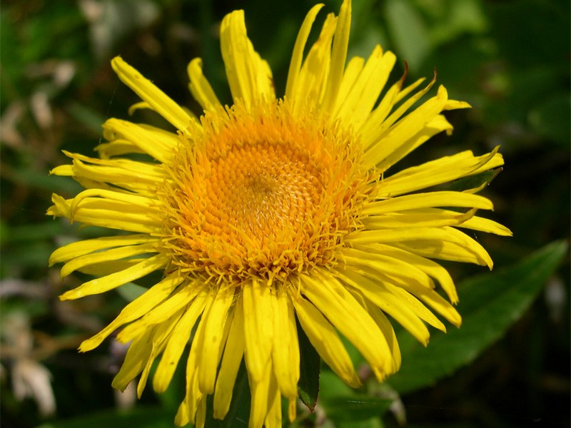 Image of Inula japonica specimen.