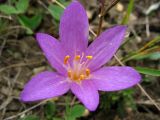 Colchicum laetum