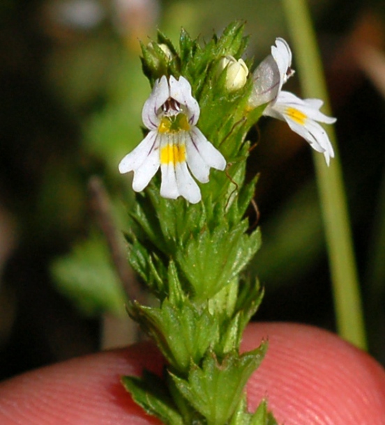 Image of Euphrasia maximowiczii specimen.