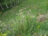 Silene saxatilis