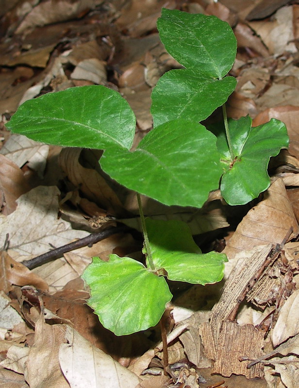 Image of Fagus &times; taurica specimen.