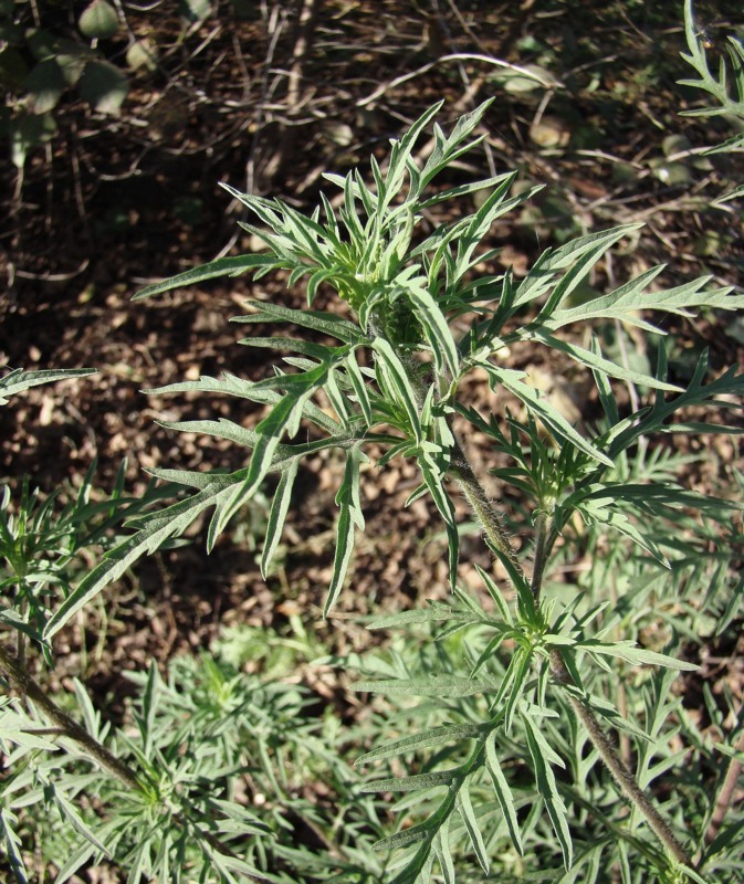 Image of Ambrosia artemisiifolia specimen.