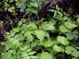 Circaea alpina