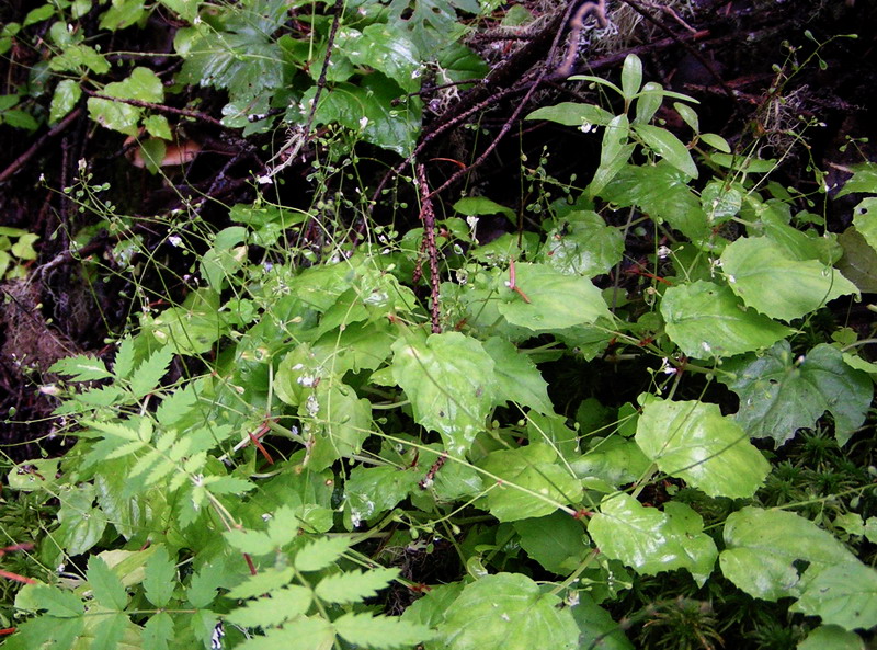 Image of Circaea alpina specimen.