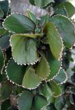 Acalypha wilkesiana. Верхушка цветущего растения. Андаманские острова, остров Нил, в культуре. 04.01.2015.