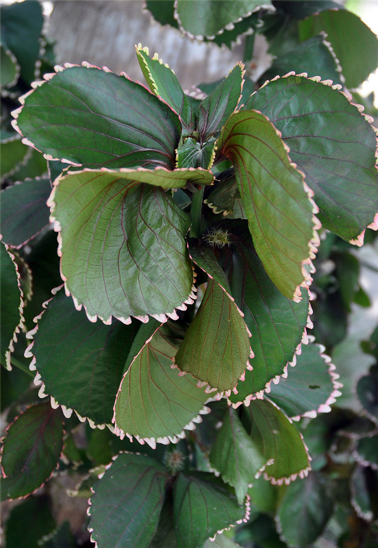 Изображение особи Acalypha wilkesiana.