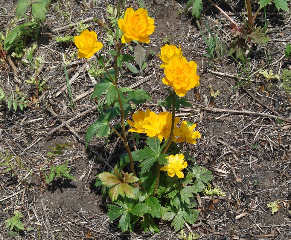 Image of Trollius kytmanovii specimen.