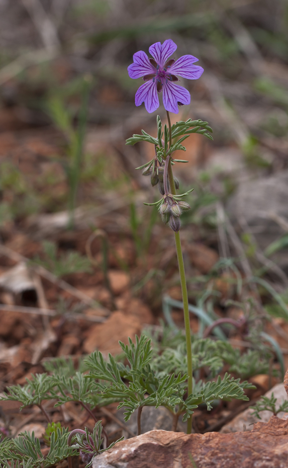 Image of Geranium tuberosum specimen.