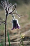 Pulsatilla pratensis