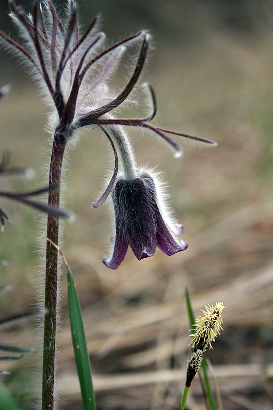 Изображение особи Pulsatilla pratensis.