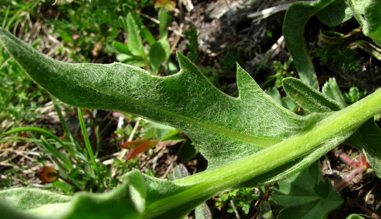 Изображение особи Centaurea cheiranthifolia.