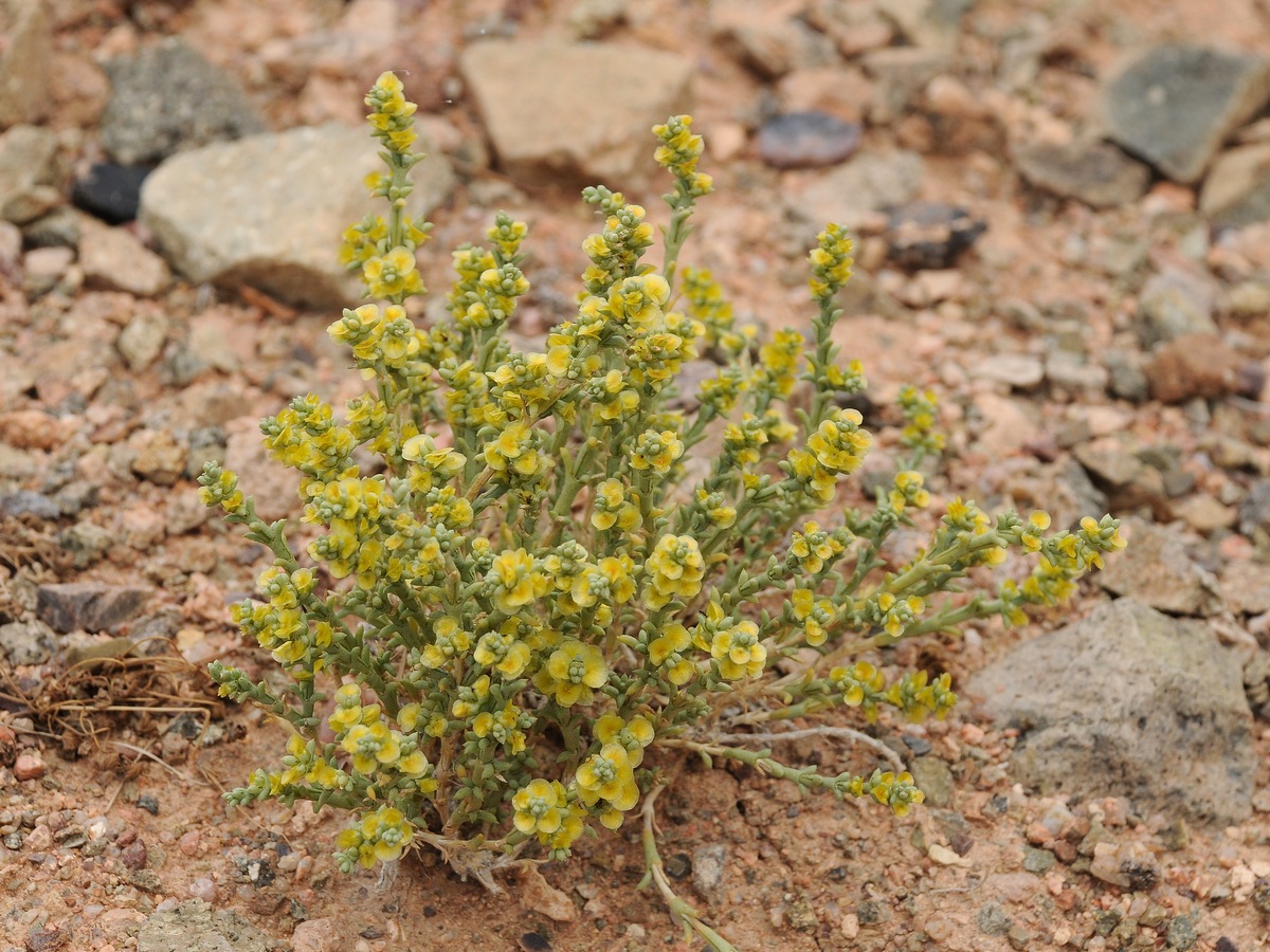 Изображение особи Arthrophytum iliense.