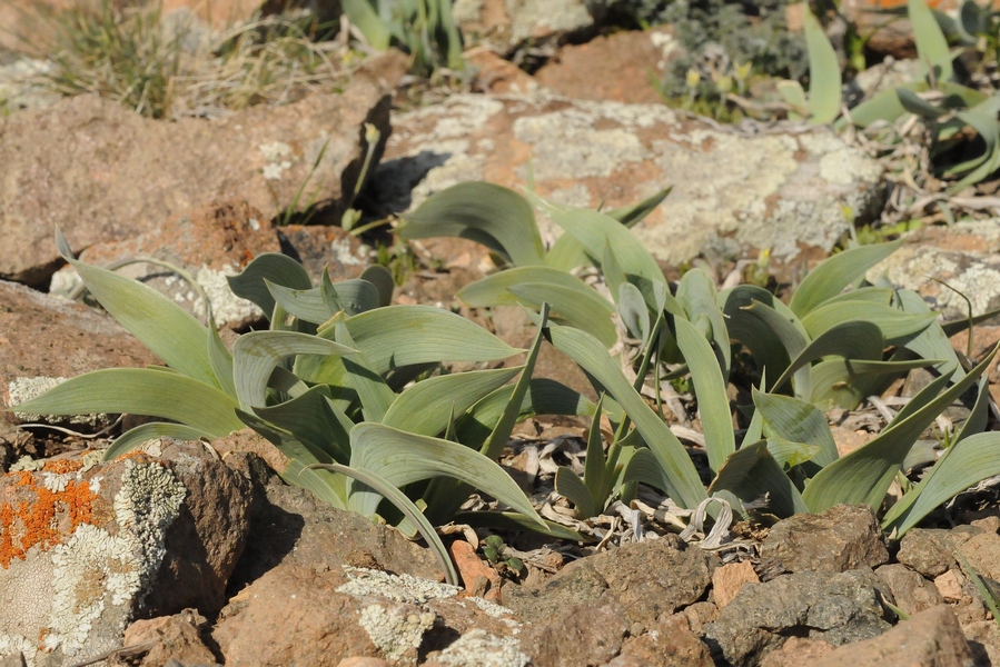 Image of Iris glaucescens specimen.