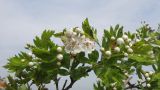 Crataegus rhipidophylla