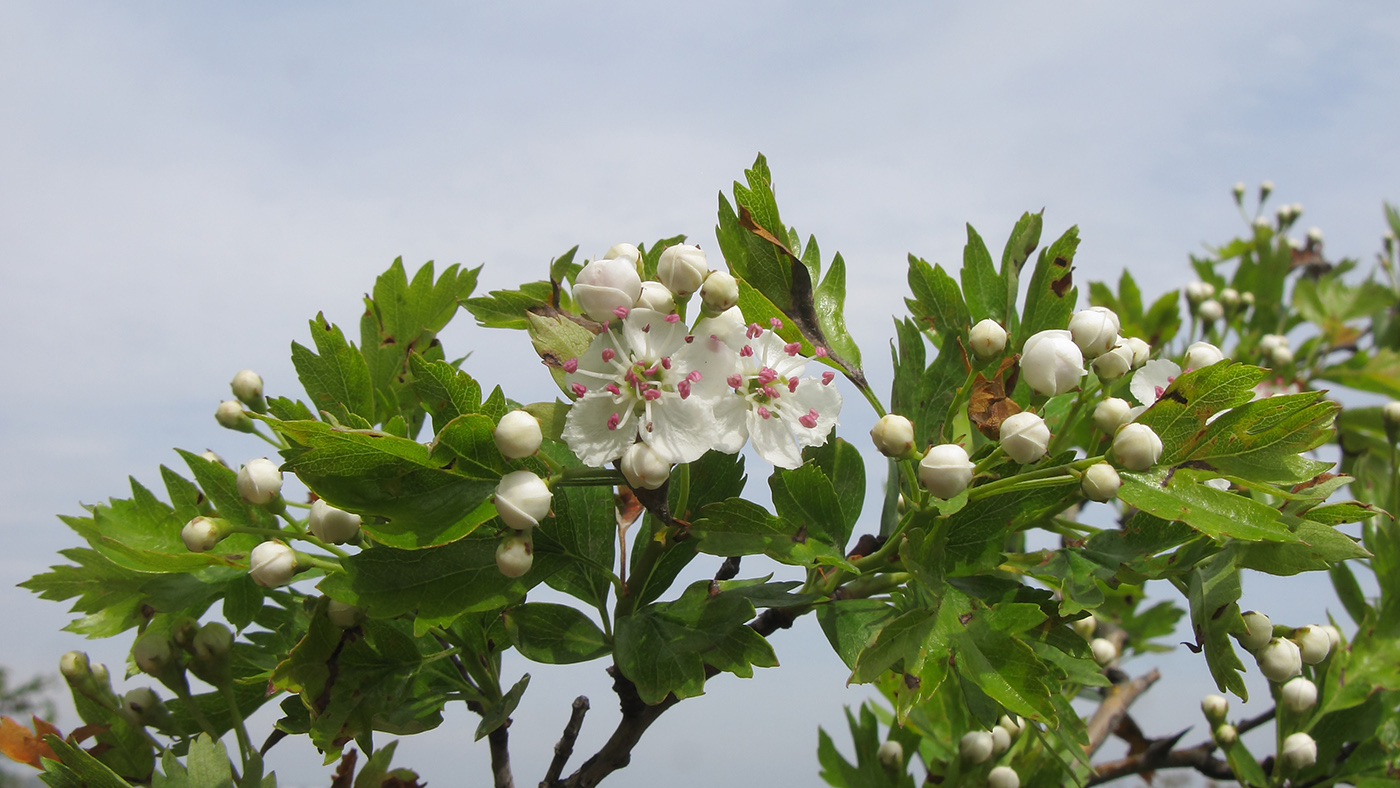 Изображение особи Crataegus rhipidophylla.