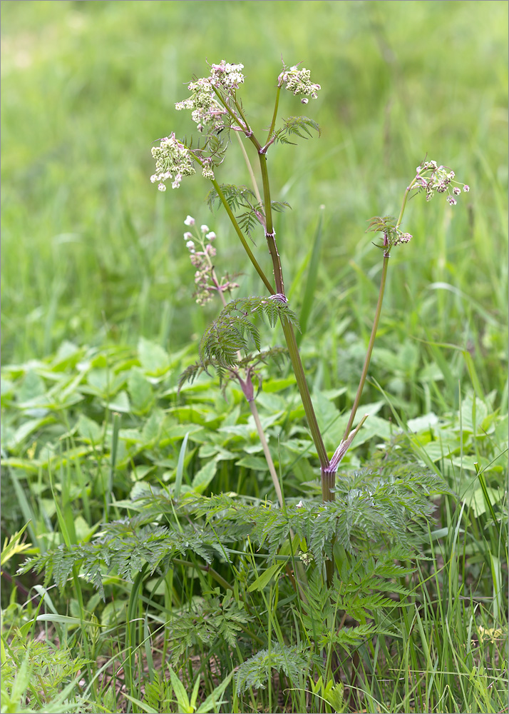 Image of Anthriscus sylvestris specimen.