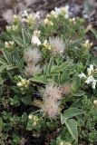 Hedysarum acutifolium