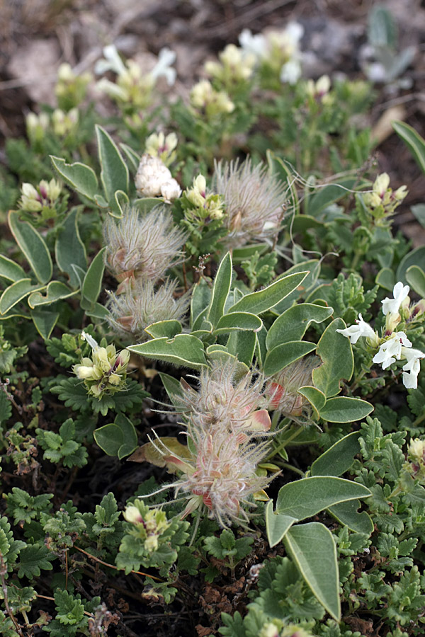 Изображение особи Hedysarum acutifolium.