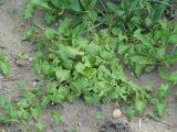 Fallopia convolvulus