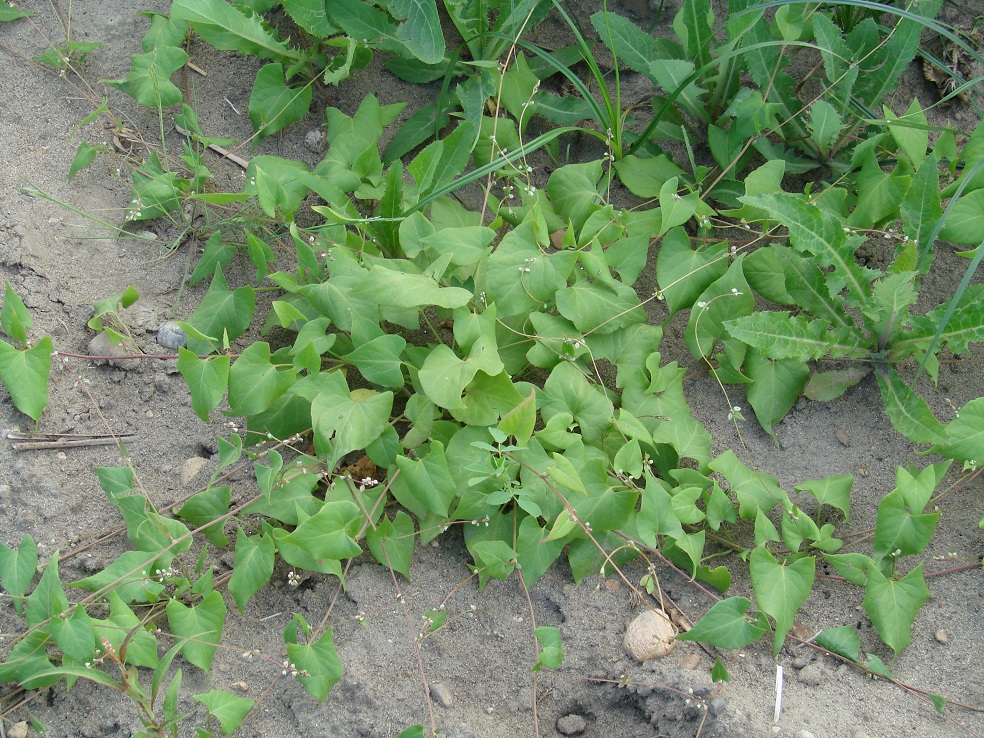 Image of Fallopia convolvulus specimen.