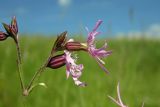 Coccyganthe flos-cuculi