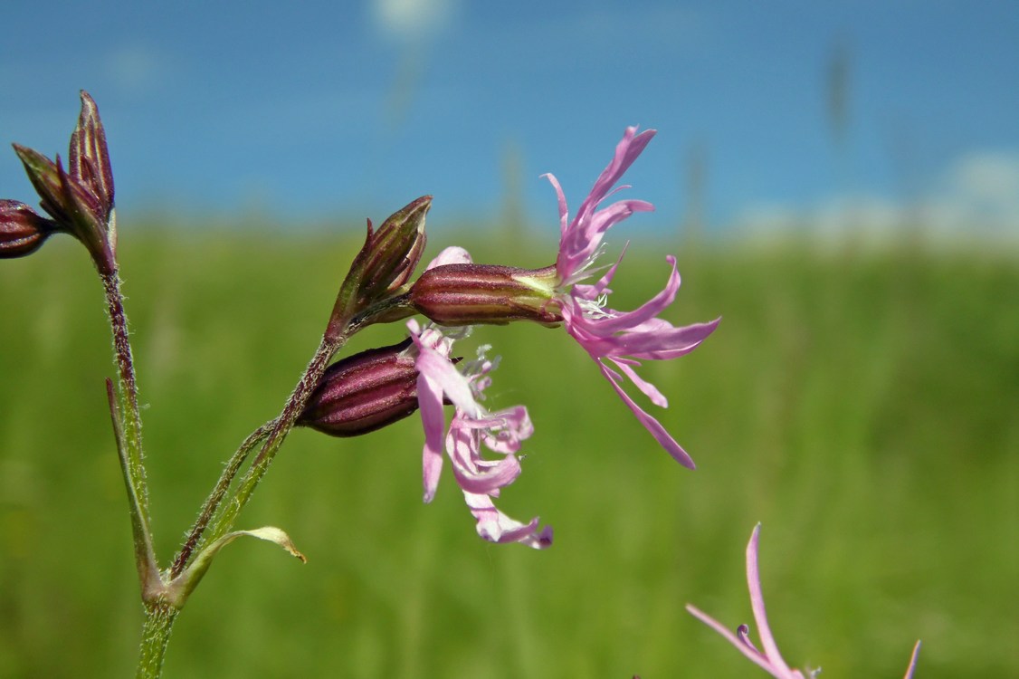 Изображение особи Coccyganthe flos-cuculi.