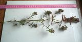 Rhinanthus groenlandicus