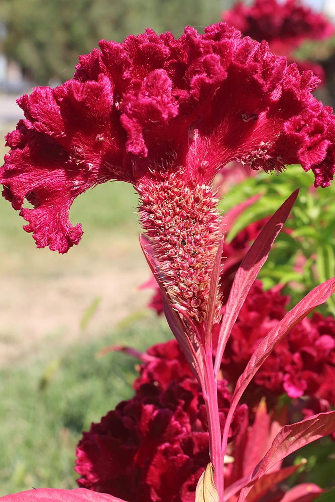 Изображение особи Celosia cristata.