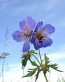 Geranium pratense ssp. sergievskajae