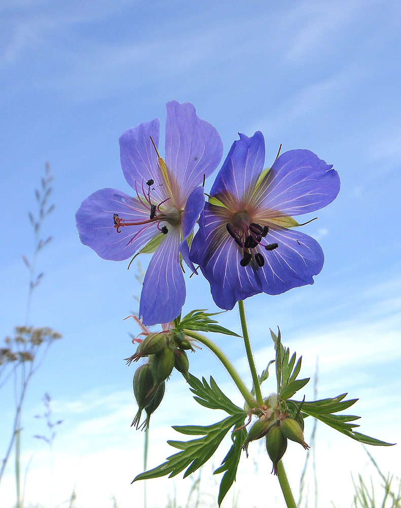 Image of Geranium pratense ssp. sergievskajae specimen.