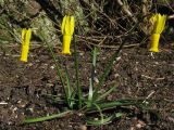 Narcissus cyclamineus. Цветущее растение. Великобритания, Шотландия, Эдинбург, Royal Botanic Garden Edinburgh. 4 апреля 2008 г.
