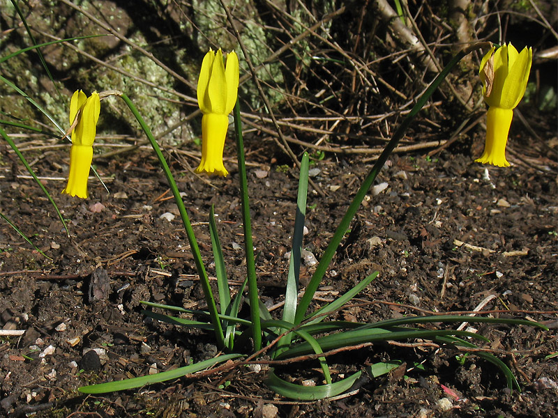 Image of Narcissus cyclamineus specimen.