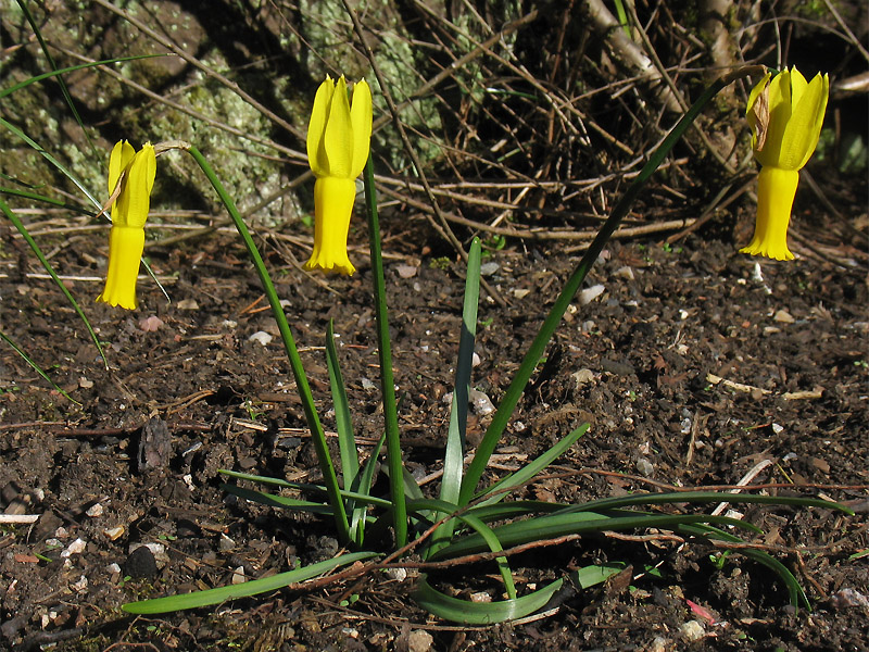 Изображение особи Narcissus cyclamineus.