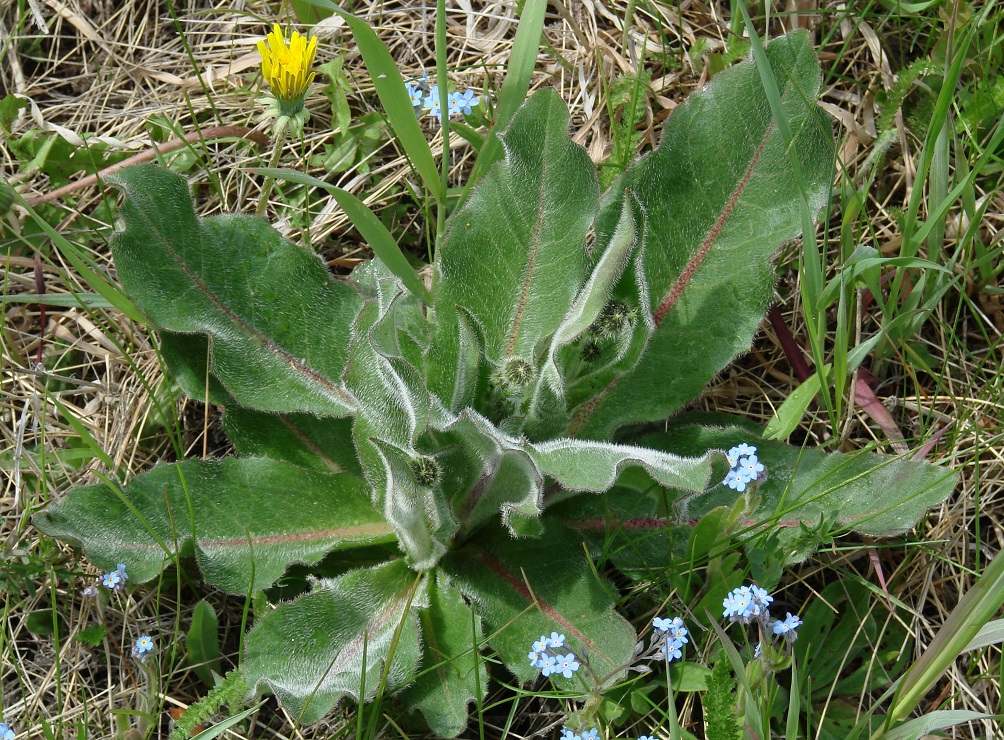 Изображение особи Trommsdorffia maculata.