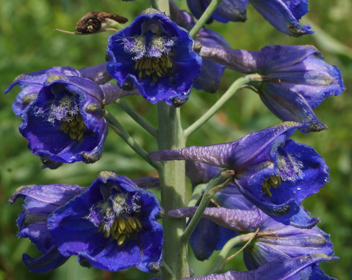 Image of Delphinium dictyocarpum specimen.