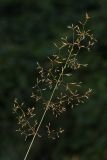Agrostis tenuis. Соплодие. Калужская обл., ст. Думиничи, используемый под выпас суходольный луг. 25.08.2009.