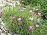 Dianthus acantholimonoides