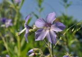 Polemonium chinense