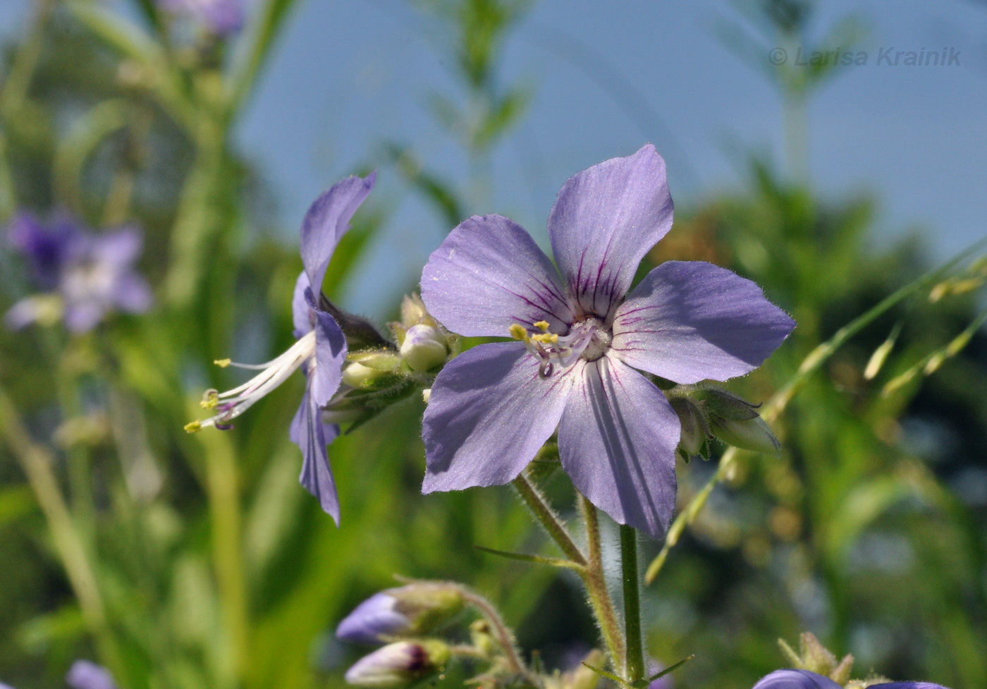 Image of Polemonium chinense specimen.