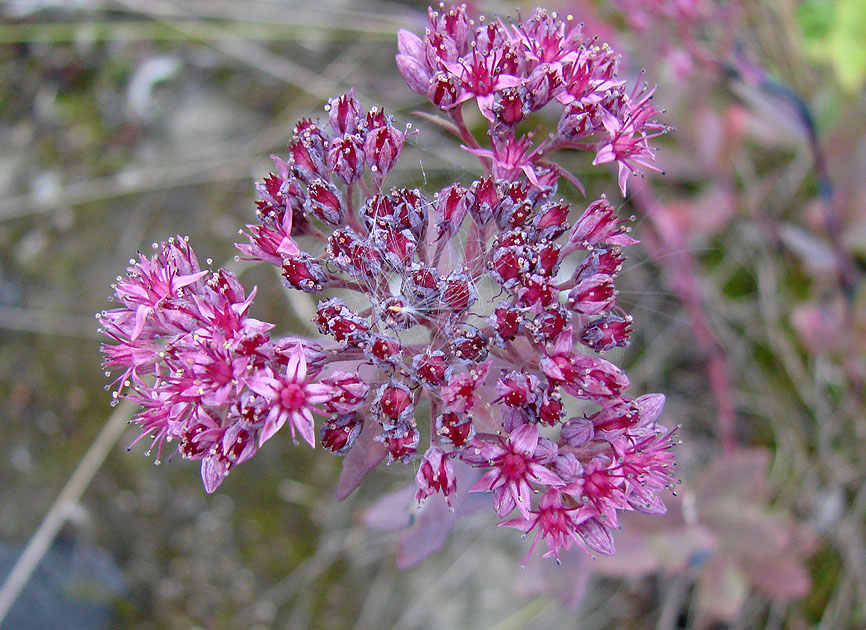 Изображение особи Hylotelephium triphyllum.