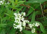 Galium boreale. Верхушка побега с соцветием. Якутия (Саха), Алданский р-н, окр. пос. Тобук, луг. 19.06.2012.