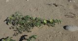 Tribulus macropterus
