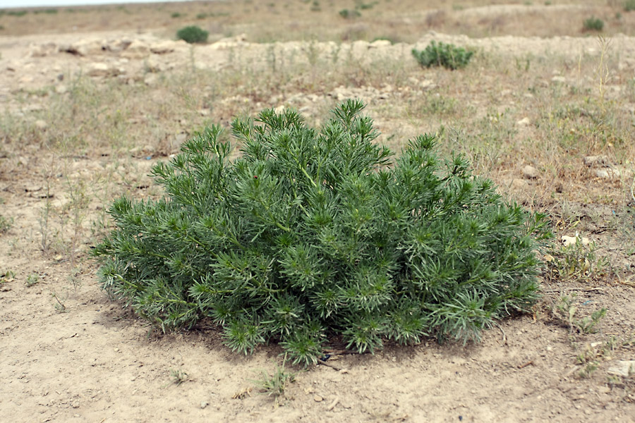 Image of Peganum harmala specimen.