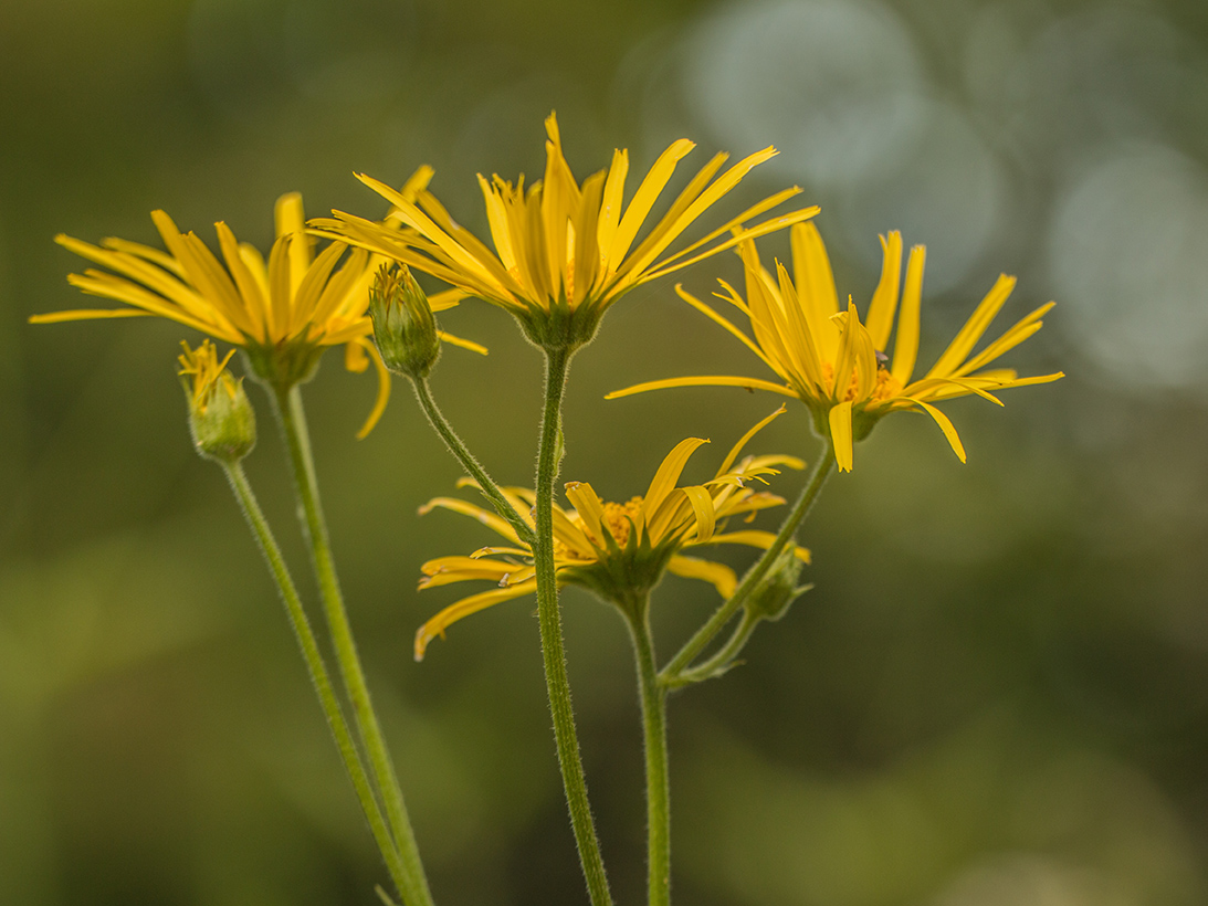 Изображение особи Doronicum macrophyllum.